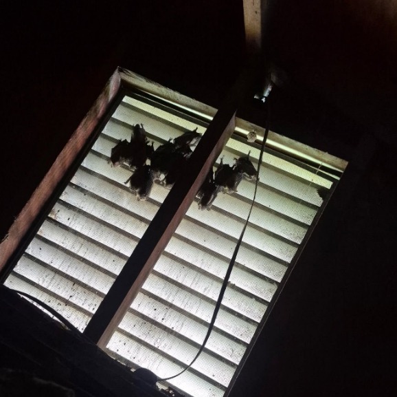 Bat colony gathered behind an attic vent during an Ozark Bat Specialist inspection